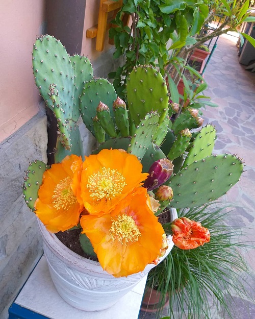 Cactus with Orange Flowers 1