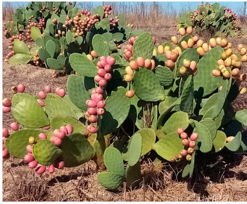 Cactus With Fruits 1