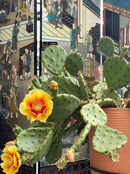 Cacti with Yellow Flowers 7