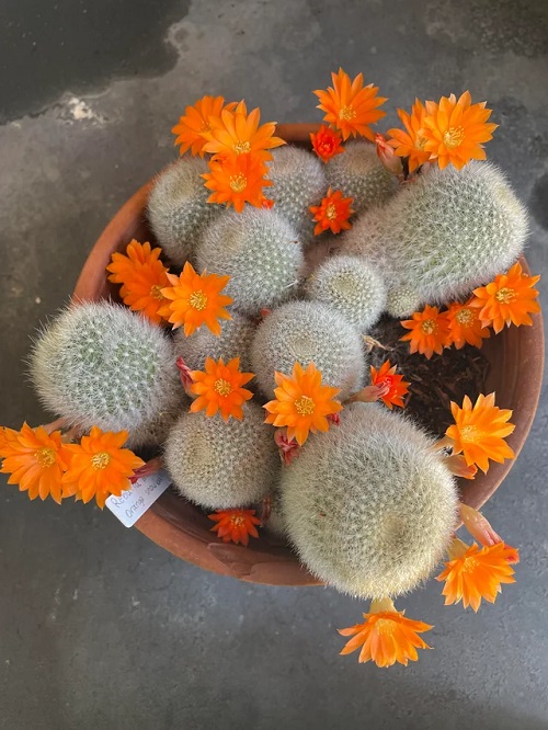 Cactus with Orange Flowers 8