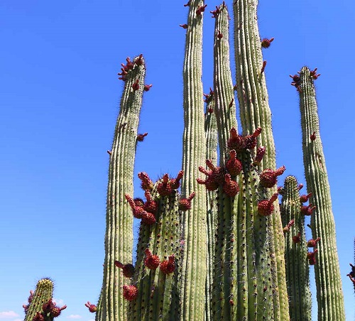 Cactus With Fruits 4