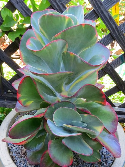 Succulents That Look Like Coral Reefs 7