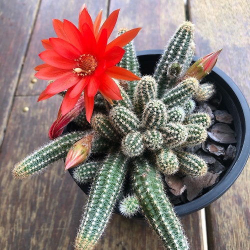 Cactus with Orange Flowers 7