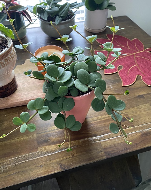New Spilling Succulents 2