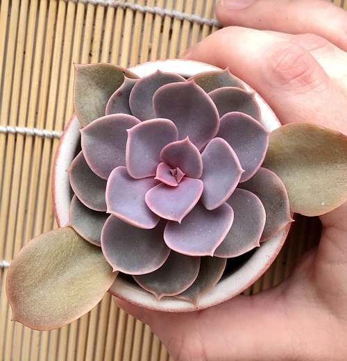 Pretty Pink Succulents 1