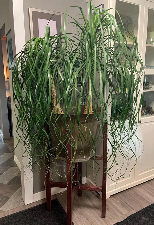  Best Tips For Faster Ponytail Palm Growth 1