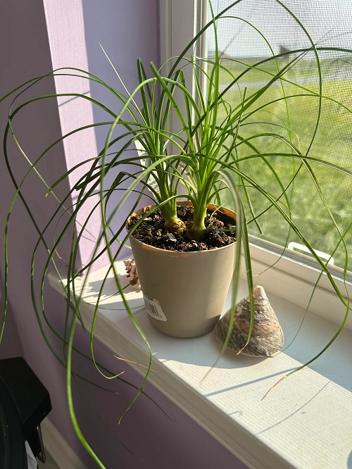  Best Tips For Faster Ponytail Palm Growth 2