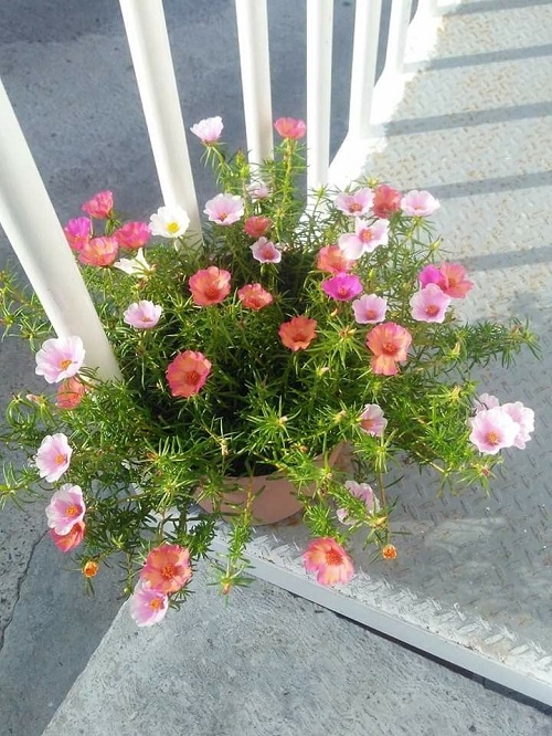 Portulaca Watering Tips  1