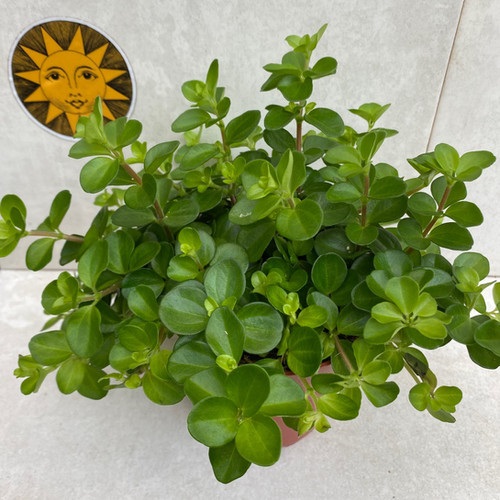 Perennial Succulents That Live For Years 5