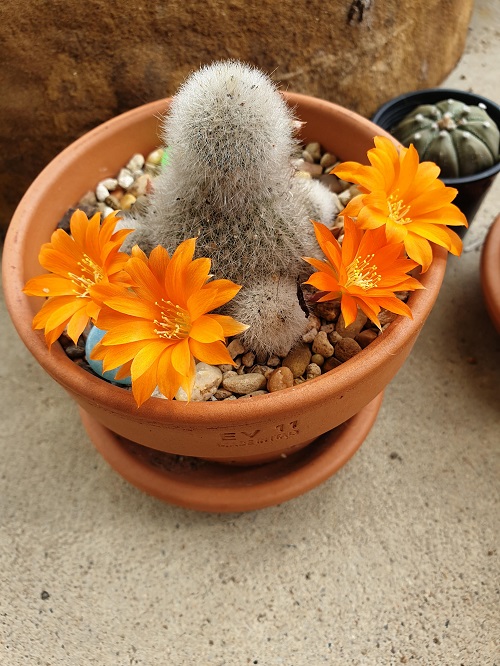 Cactus with Orange Flowers 6