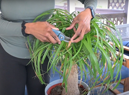  Best Tips For Faster Ponytail Palm Growth 6