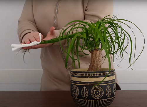  Best Tips For Faster Ponytail Palm Growth 8