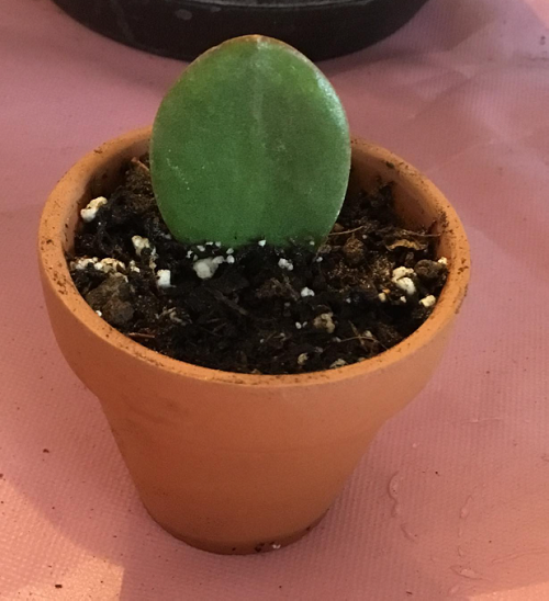  Regrow a Full Jade Plant in Water  6