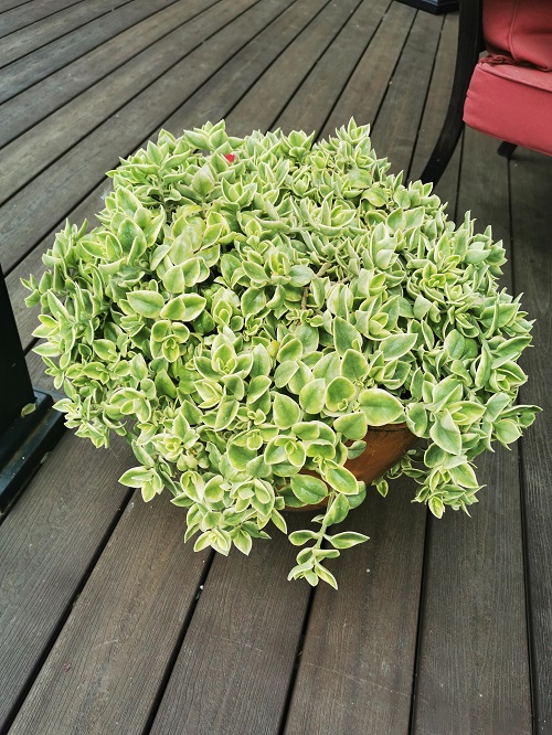 Beautiful Perennial Succulents 4