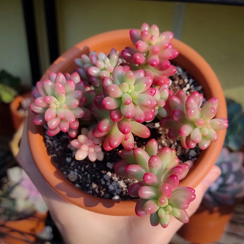 Pretty Pink Succulents 4