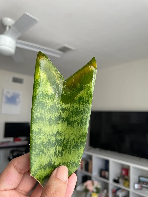 snake plant Snipping the Ends of Cuttings