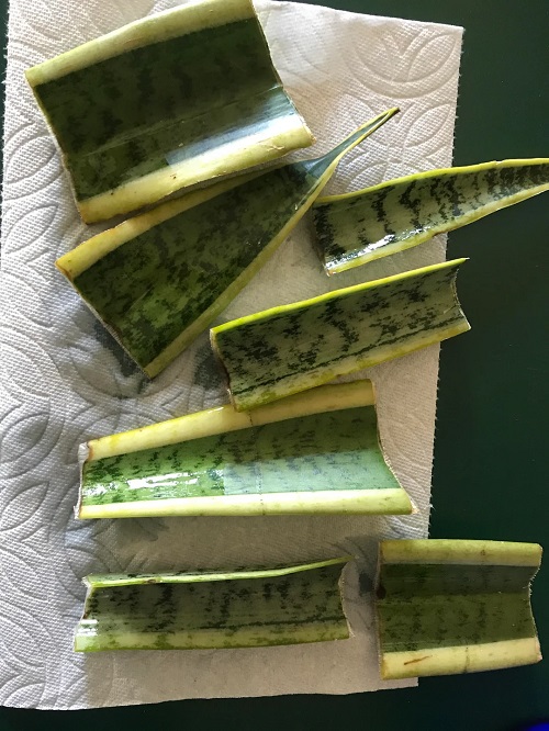 How to Propagate Snake Plant in Water This Spring for Quick Results 2