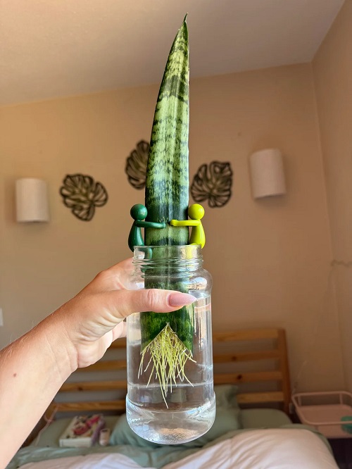 growing snake plant in water indoor