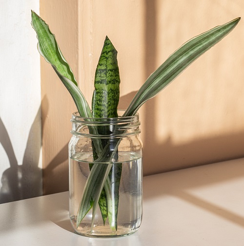 snake plant in water
