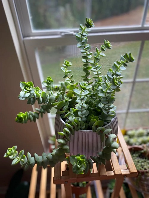 Beautiful Spilling Succulents 5