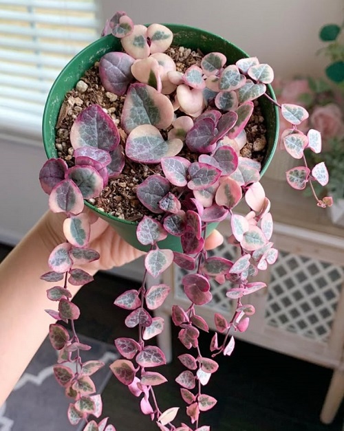 Best Spilling Succulents5