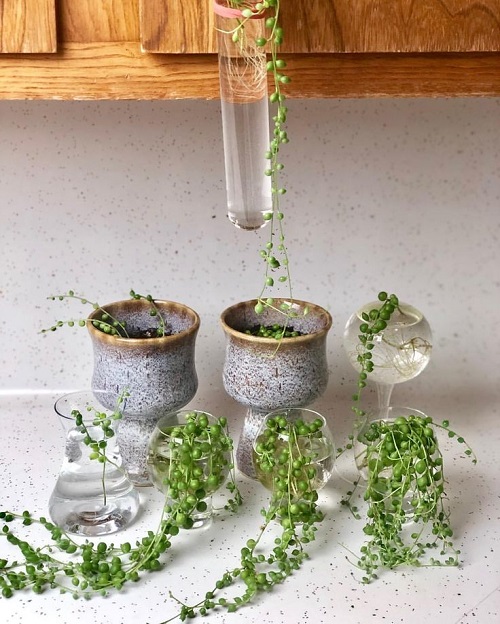 String of Pearls in Water