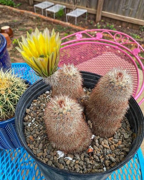 Cacti with Yellow Flowers 5