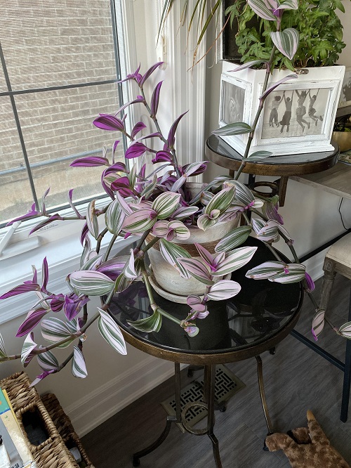 Beautiful Spilling Succulents 2