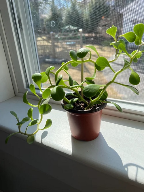 New Spilling Succulents 5