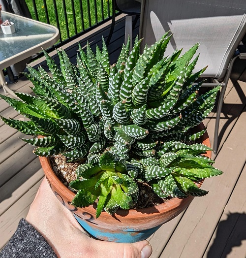 Trending Perennial Succulents 2