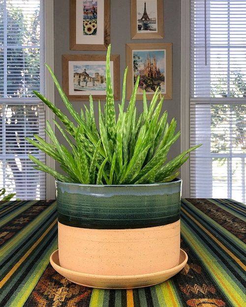 Aloe Vera in home