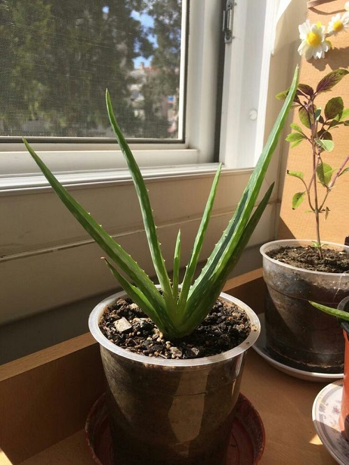 Aloe Vera Bigger Without Repotting 2