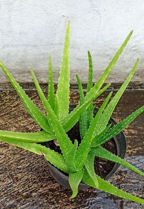 Aloe Vera Bigger Without Repotting 10
