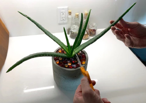Aloe Vera Bigger Without Repotting 5