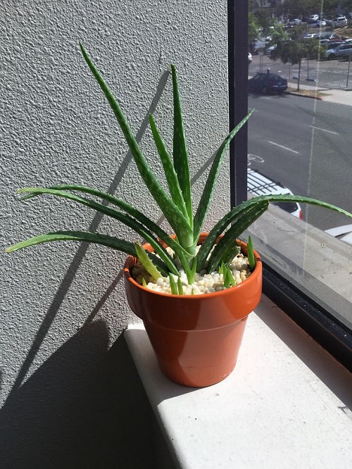 Aloe Vera Bigger Without Repotting 8