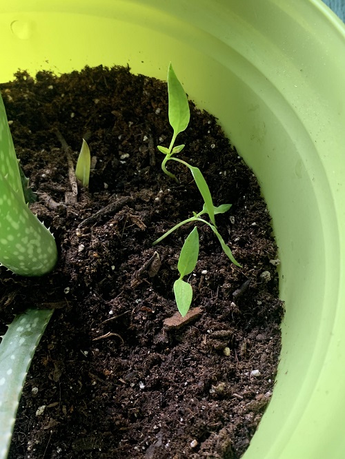 Aloe Vera Bigger Without Repotting 4