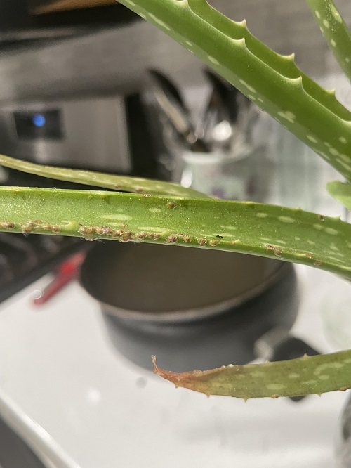 Aloe Vera Bigger Without Repotting 9