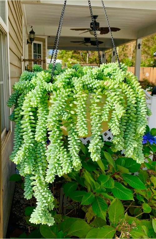 Best Spilling Succulents2