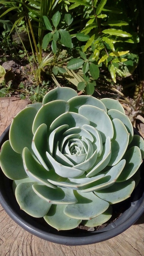 Beautiful echeveria rosettes 3