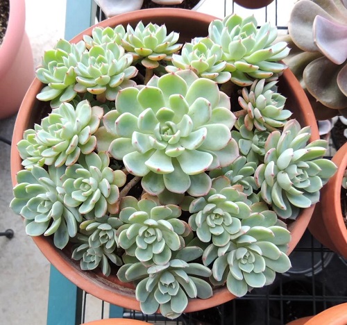 Beautiful echeveria rosettes 1