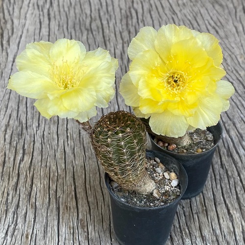 Cacti with Yellow Flowers 2
