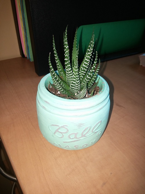 Haworthia to Produce More Offsets 9