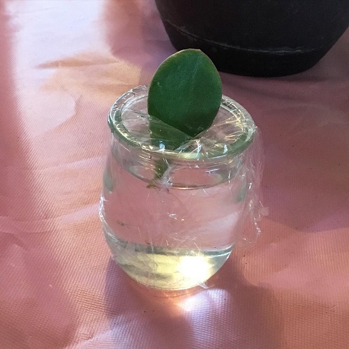  Regrow a Full Jade Plant in Water 4