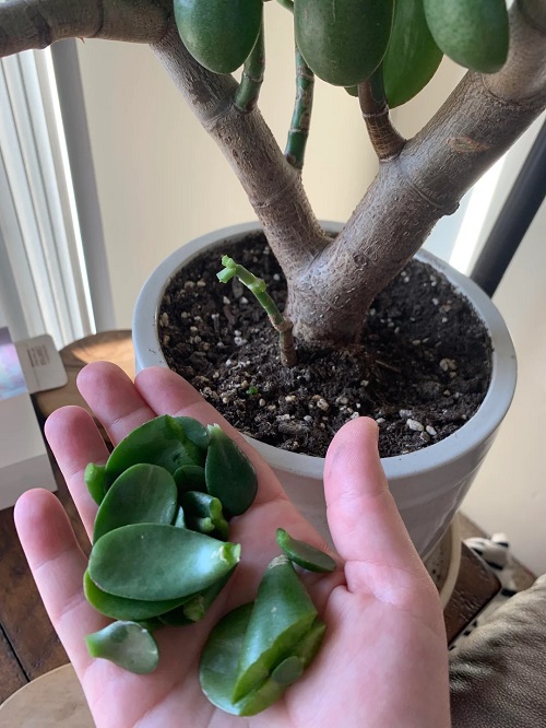  Regrow a Full Jade Plant in Water 2
