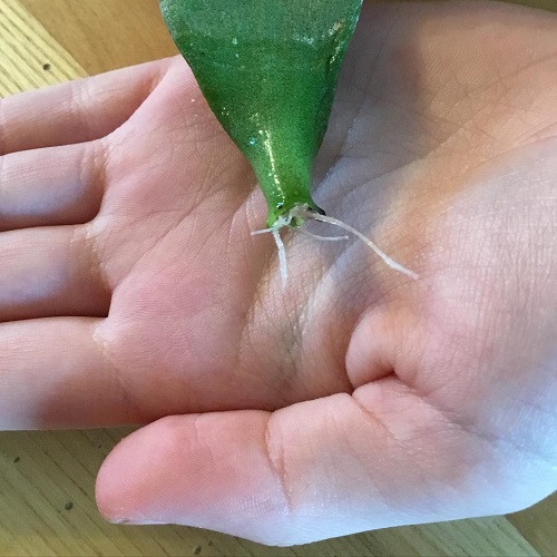  Regrow a Full Jade Plant in Water 5