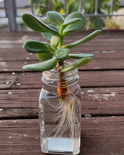  Regrow a Full Jade Plant in Water 4