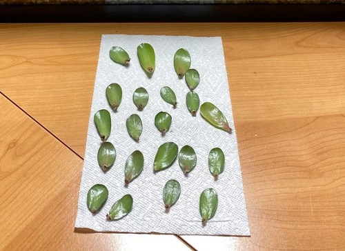  Regrow a Full Jade Plant in Water 3
