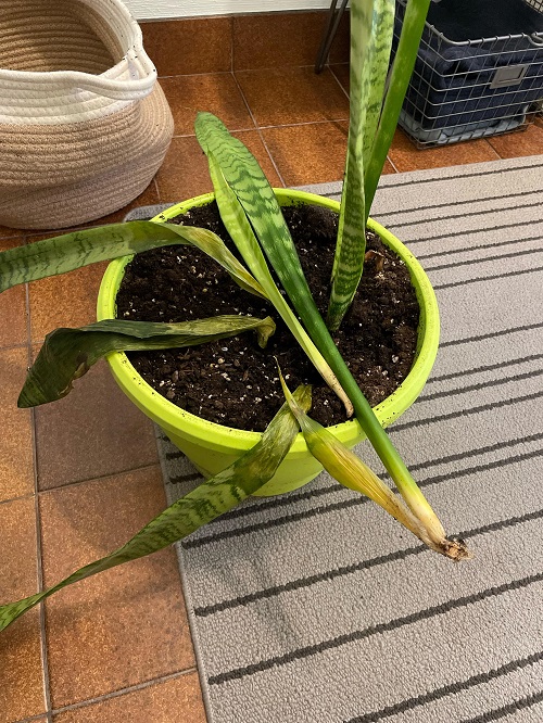  Best Tips to Water a Snake Plant 5