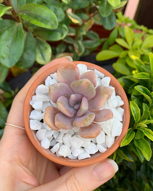 Perennial Succulents That Live For Years 3