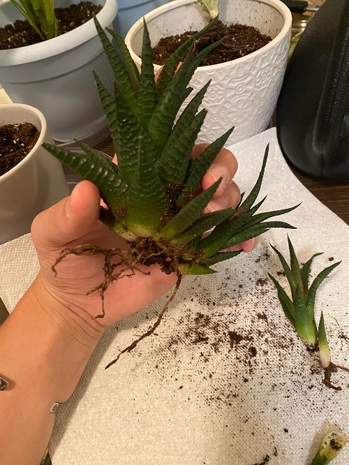 Haworthia to Produce More Offsets 7